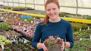 Sweetheart Succulent Set Planting & Arrangement | MCG Plant Along