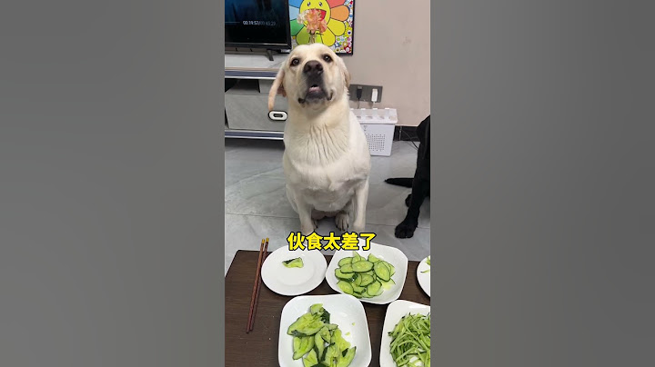狗：你这伙食，狗都不吃呀！ #家有馋狗 #萌宠出道计划 #萌宠推荐官 #动物的迷惑行为 #狗都成精了