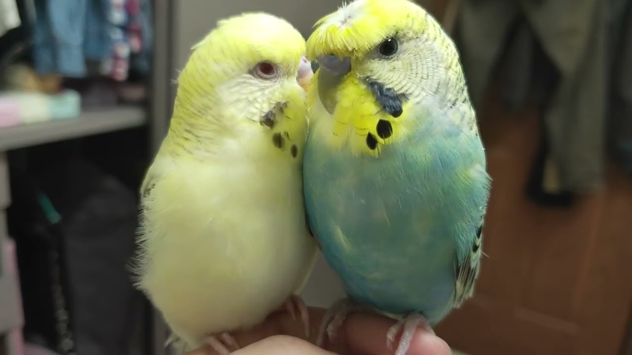 虎皮鸚鵡依偎著~看著看著聽著聽著快睡著了~#白噪音 #放鬆