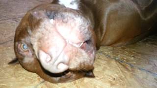 Junior the Pitbull thinks hes cute! by Haloskeeper1 648 views 7 years ago 1 minute, 3 seconds