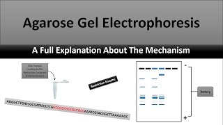 The Principle of Agarose Gel Electrophoresis, a full explanatory video