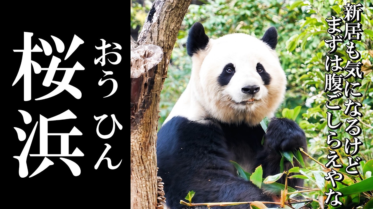 【新居】まずは腹ごしらえ！竹笹をモリモリ食べる桜浜ちゃん🌸