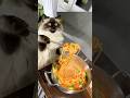 My cat just became a Chinese chef… 🍜🐾 #shorts #cat #cats