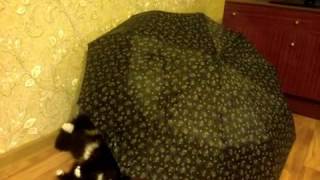Досик и зонтик Продолжение | Dosik and umbrella Continued Досик и зонтик Продолжение | Dosik and umbrella Continued