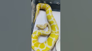 Albino Ball Python Exotic Snake #animals #shorts #snake