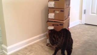 Ned helping us move! by Ned the Bengal Cat 727 views 10 years ago 1 minute, 4 seconds