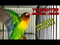 Awalnya Manggil Manggil Langsung Ngajak Ngekek Panjang Lovebird Lain !!!