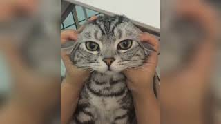 Funniest cats videos compilation 🤣 | Animaly 178 by Animaly 11 views 1 year ago 5 minutes, 7 seconds