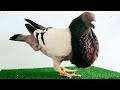 الحمام الخينسسي.pigeon jiennense