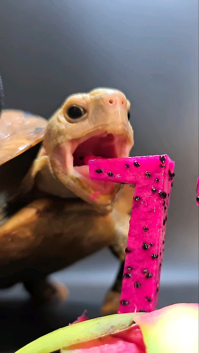 ASMR Mukbang Eating Dragon Fruit 🐢 Turtle Tortoise