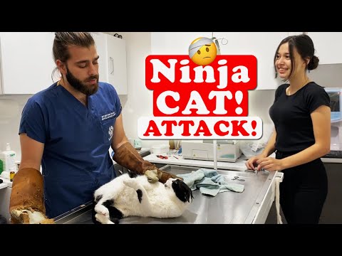 VAY BAŞIMIZA GELENLER! Kedi Saldırısı Efsanesi: Berlin! @Menal Çiçek İnanoğlu  #TheVet