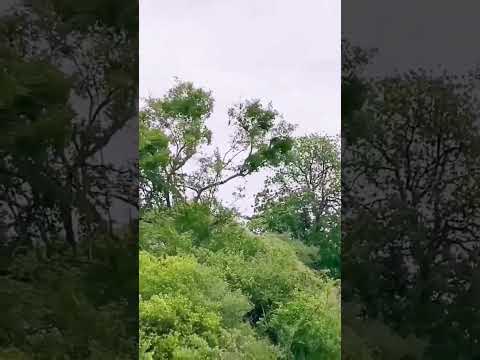 Leopard jump on tree catch a baboons,