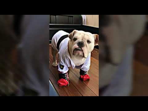ROUPAS PET STYLE DOG