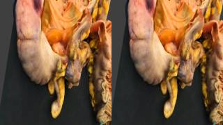 Pathobin 3D Sbs Side-By-Side Demonstration For Nintendo New 3Ds