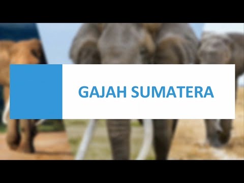 Video Edukasi - Gajah Sumatera