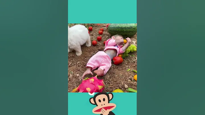 The monkey goes harvesting watermelons and fruits.