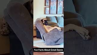 Funny Great Dane #aww #funny #pets #animals #besties #cutedog #funnyanimals #doggie #stubby