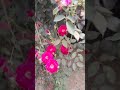 #funny #comedy #trending #video #shortvideo #viralvideo #audio #video