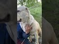 Высоко сижу-далеко гляжу #dog #алабай #козы #милоевидео #goat #большаясобака #animaldog #щенки