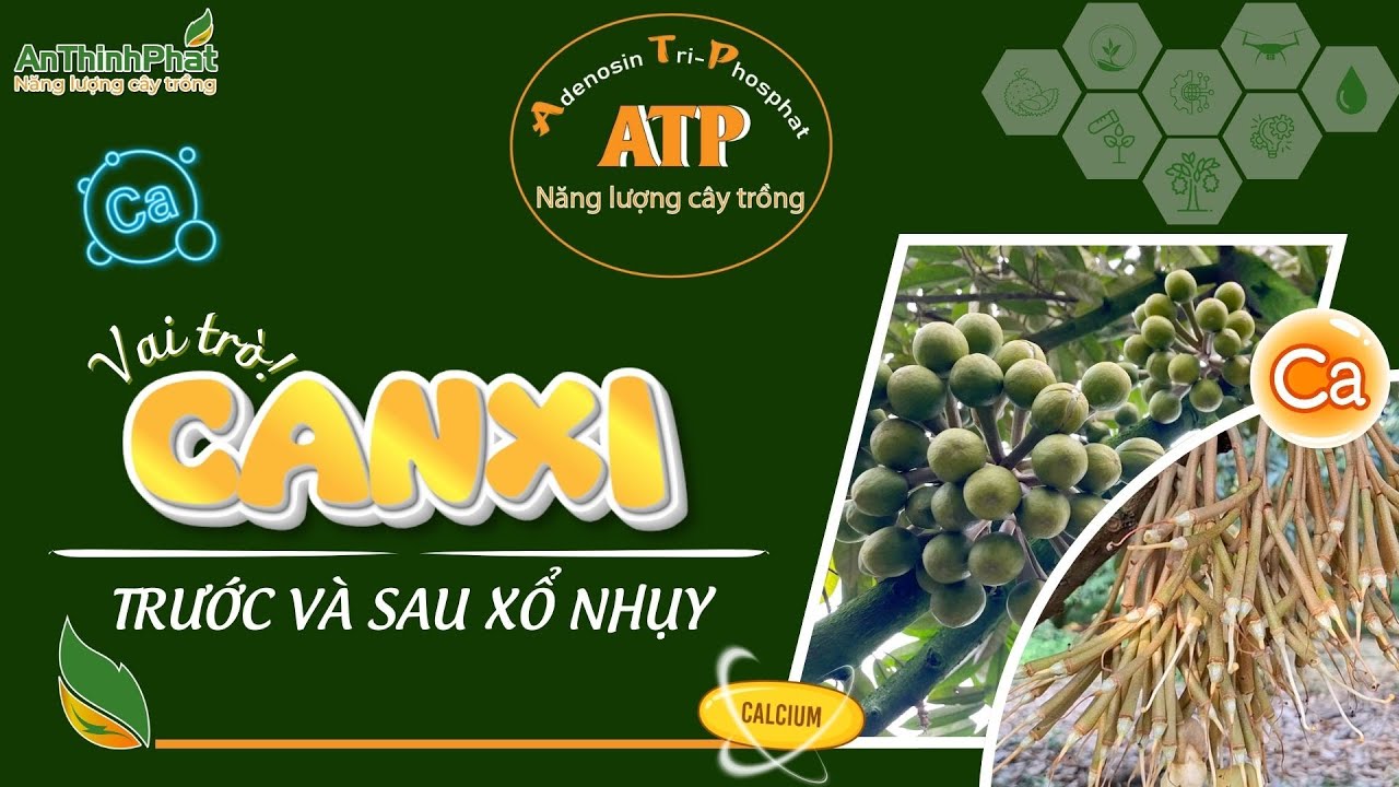 Vai Trò Canxi Trước Và Sau Xổ Nhụy | An Thịnh Phát