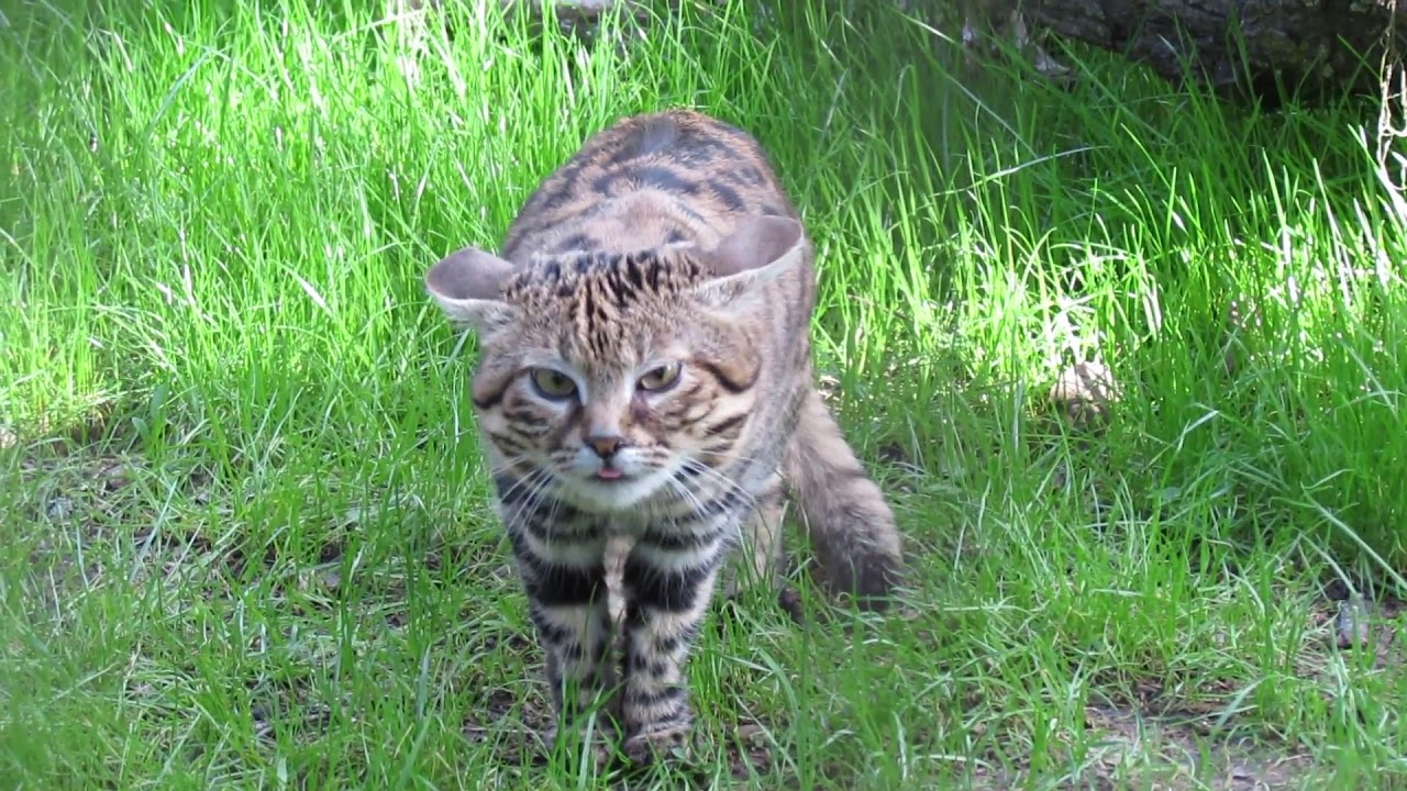 Baby Black Footed Cats., They're about the size of housecat…