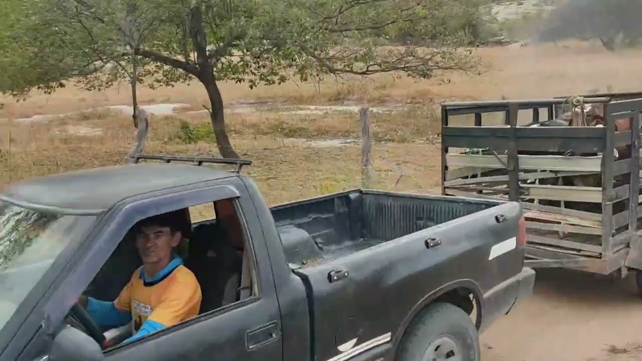 Apartando os bezerros em 28 de junho 2026