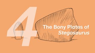 Biber The Stegosaurus 4 Bony Plates Learn To Draw Dinosaurs With Zhao Chuang