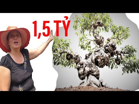 Cây cảnh kỳ lạ, đang hô bán đấu giá 1,5 tỷ đồng II ĐỘC LẠ BÌNH DƯƠNG I Độc đáo nhất VN