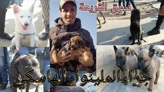 أثمنة أجمل الكلاب سوق القريعة Casablanca