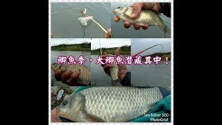鯽魚季:大鯽魚原來離我這麼近及釣點介紹!!(溪釣/池釣/溪魚)