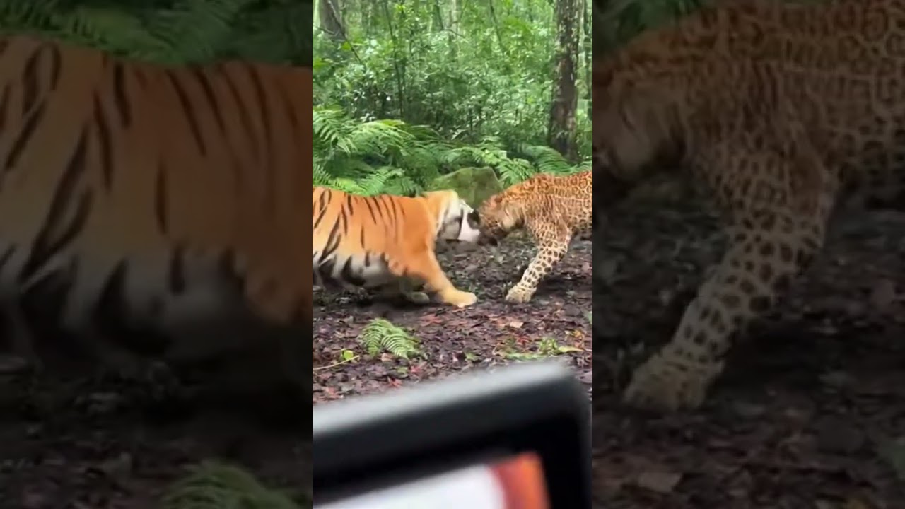 Tiger vs Leopard – A Brutal Big Cat Showdown 😱