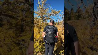 Larch season is at its peak in Banff National Park 🍂 - #shorts