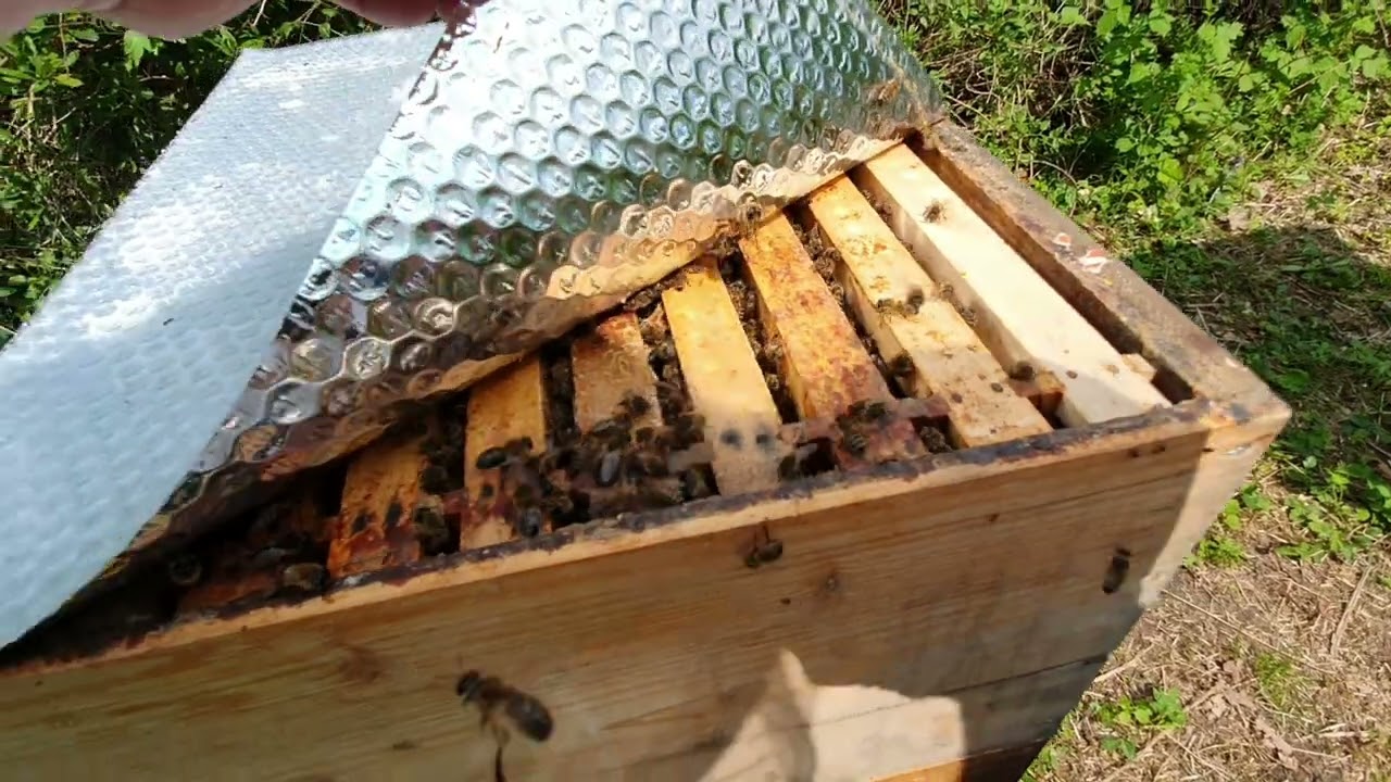 BEZ ROJENJA, U OBNOVU SAĆA.