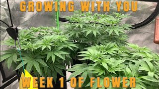 Growing with You S4 | Week 1 of Flower | Extended dry backs & heavy defoliation on manifold plants