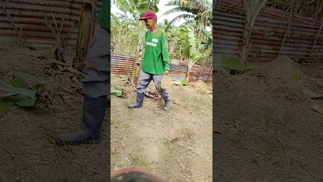 VLOG #178. DELEAFING OLD AND DISEASED LEAVES OF LACATAN BANANAS .
