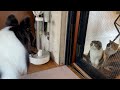 【親子猫】真剣に見つめる親子猫に、ちょっと困っちゃったわんちゃん【スコティッシュフォールド】