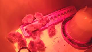 Celebrity Hoover Hatchery Easter Eggers chicks. Day 1 Net Worth