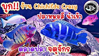 คนเลี้ยง​สัตว์​ EP.147​ บุก!! ร้านปลาหมอสี​ นำเข้า​ CicslidsCrazy​ ตลาดจตุจักร #ปลา #fish #ปลาสวยงาม