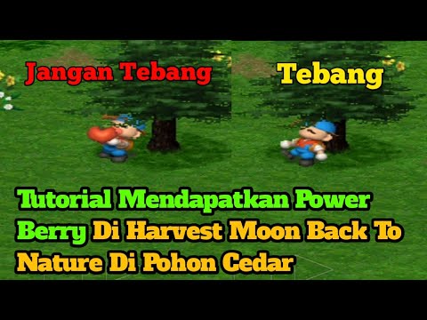 Video: Bagaimana cara mendapatkan benih dari pohon cedar?