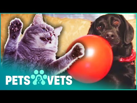 BIG LABRADOR GETS SLAPPED BY LITTLE KITTEN | MY PET'S GONE VIRAL