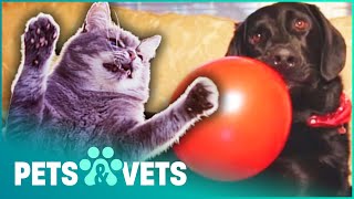 BIG LABRADOR GETS SLAPPED BY LITTLE KITTEN | MY PET'S GONE VIRAL