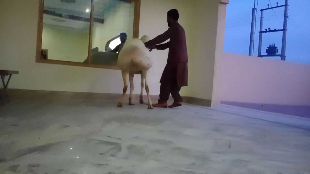 Pakistan Dumba in white colour YouTube