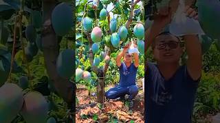 Kiojay Mango Is A Popular Fruit In Indonesia mango kiojaymango mangotree shorts short