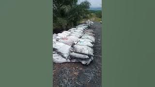 ojek tambang batu bara manuwal di kalimatan