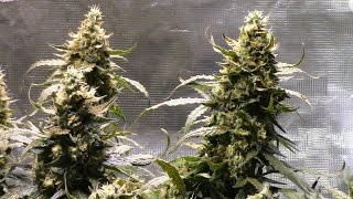 S2:11 Dizzy Lights Auto in Flush day 75