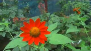 Phuket Butterfly Garden Insect World Watch In Hd