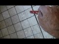 How To Tile Shower Floor ( part one of two )
