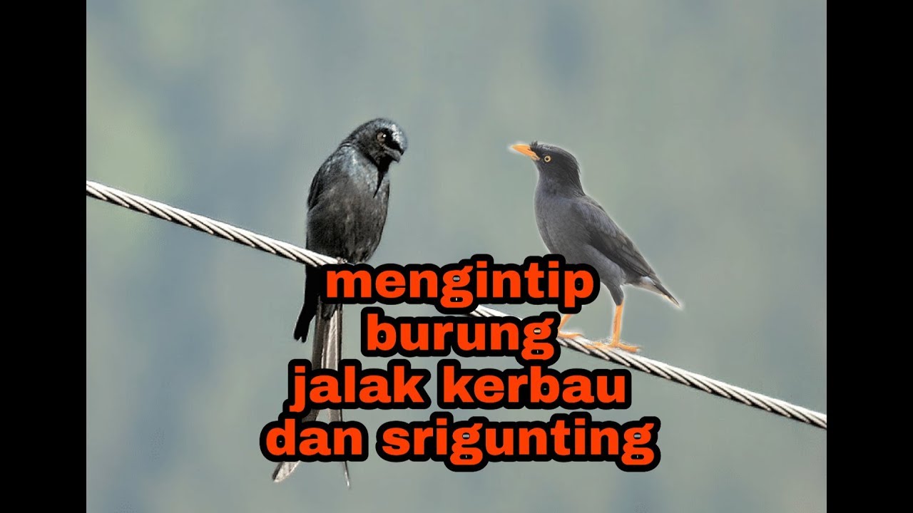 Mengintip burung jalak kerbau dan srigunting 
