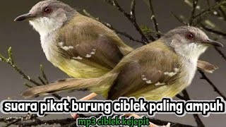 suara pikat burung ciblek paling ampuh || mp3 ciblek kejepit