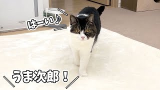 名前を呼ぶと必ず来てくれる息子猫を連続で呼んでみたら、まさかの結果に…